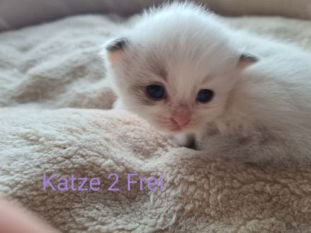 Wir haben zuckersüße Ragdoll kitten abzugeben ab Ende
