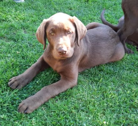 Unsere dreijährige Labradorhündin hat am 17.02.22 7