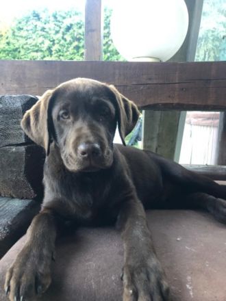 Unsere dreijährige Labradorhündin hat am 17.02.22 7