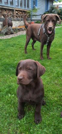 Unsere dreijährige Labradorhündin hat am 17.02.22 7