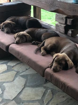 Unsere dreijährige Labradorhündin hat am 17.02.22 7