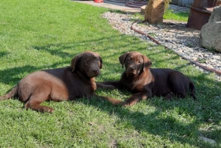Unsere dreijährige Labradorhündin hat am 17.02.22 7