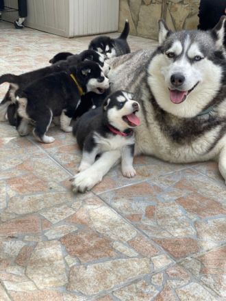 Hallo, unsere Sibirian Husky Hündin Kaya, hat am 8.3