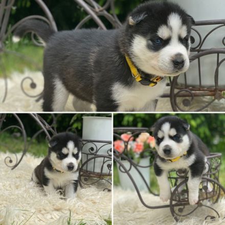 Hallo, unsere Sibirian Husky Hündin Kaya, hat am 8.3