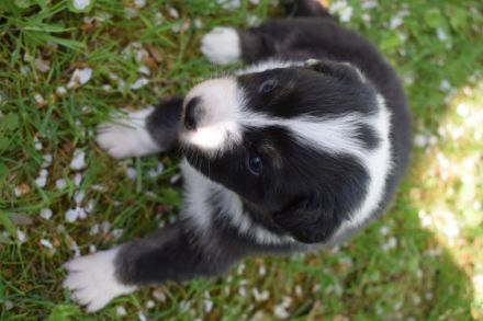 Unsere Osterwelpen suchen einen Spielkameraden, Freund