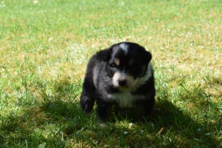 Unsere Osterwelpen suchen einen Spielkameraden, Freund