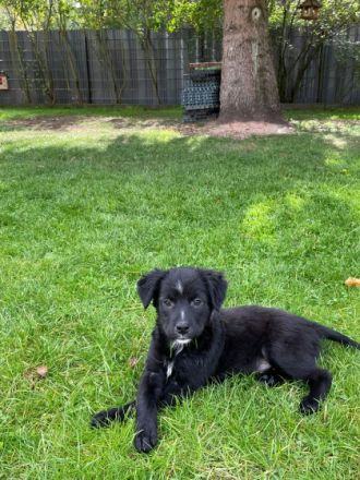 Unsere Shila ist Mama von 5 kleinen Schnuffelchen