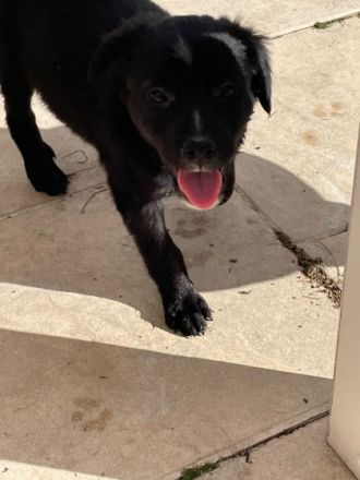 Unsere Shila ist Mama von 5 kleinen Schnuffelchen