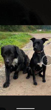 Unsere Shila ist Mama von 5 kleinen Schnuffelchen