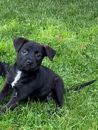 Unsere Shila ist Mama von 5 kleinen Schnuffelchen