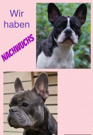 Liebe Bully-Fans, unsere wunderschöne Hündin hat tolle