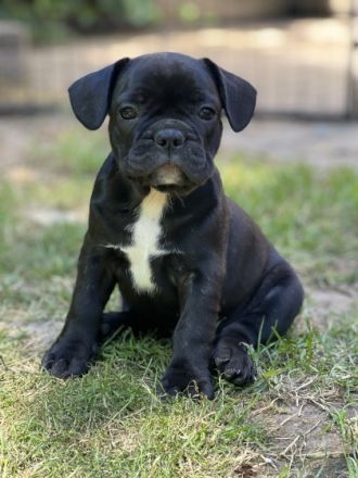 Liebe Bully-Fans, unsere wunderschöne Hündin hat tolle