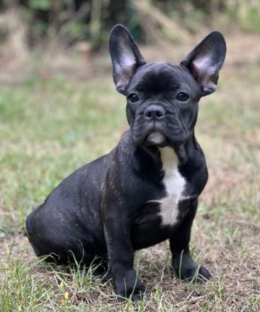 Liebe Bully-Fans, unsere wunderschöne Hündin hat tolle