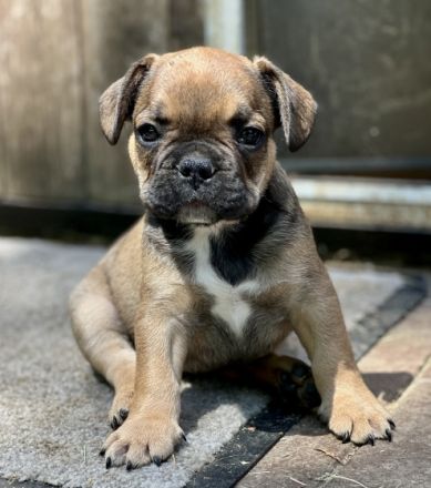 Liebe Bully-Fans, unsere wunderschöne Hündin hat tolle