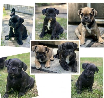 Liebe Bully-Fans, unsere wunderschöne Hündin hat tolle