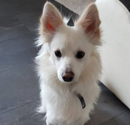 Hallo liebe Hundeliebhaber. Ich bin der Max, ein weißer