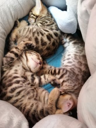 1 Junge und 1 Mädchen. Sehr verspielt, gut essen, aufs