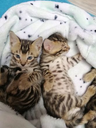 1 Junge und 1 Mädchen. Sehr verspielt, gut essen, aufs