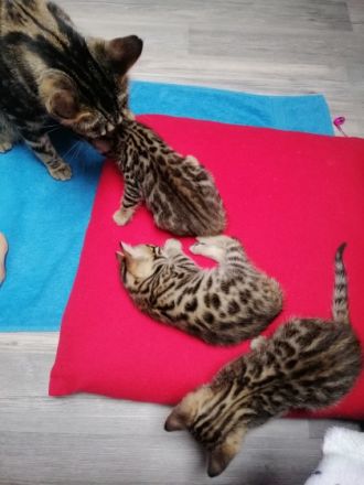 1 Junge und 1 Mädchen. Sehr verspielt, gut essen, aufs