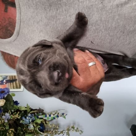 Wir haben am 1.5.22 reinrassige Labrador Welpen