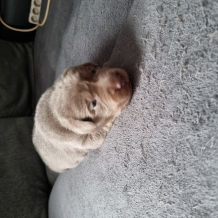 Wir haben am 1.5.22 reinrassige Labrador Welpen