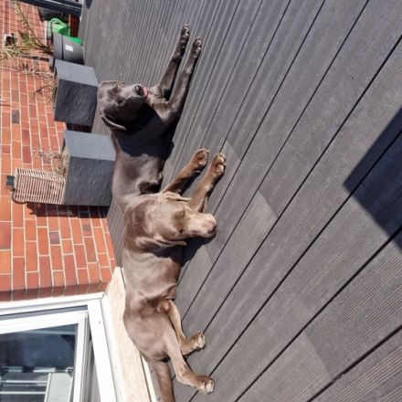 Wir haben am 1.5.22 reinrassige Labrador Welpen