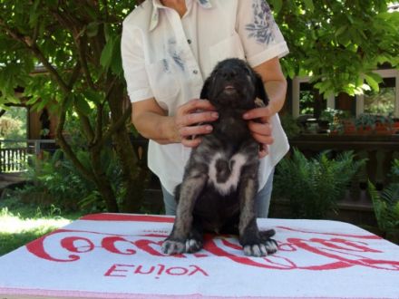 An Ostern sind 10 kleine Irish Wolfhound Welpen