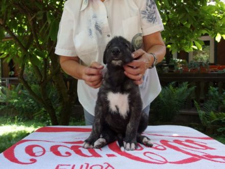 An Ostern sind 10 kleine Irish Wolfhound Welpen