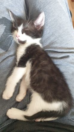 Bkh/ekh kitten Kater Blacki, Britisch Kurzhaar