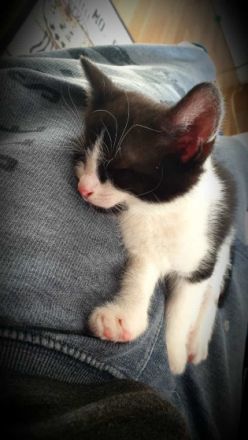 Bkh/ekh kitten Kater Blacki, Britisch Kurzhaar