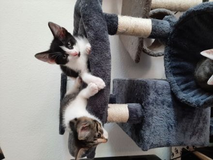 Bkh/ekh kitten Kater Blacki, Britisch Kurzhaar