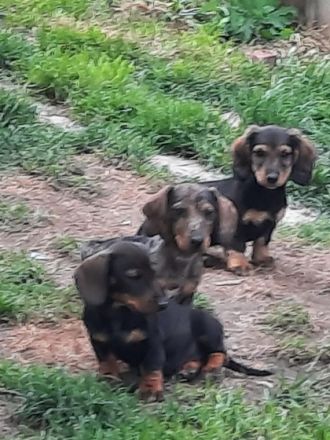 Süsse, zutrauliche und verschmuste Kurzhaardackel