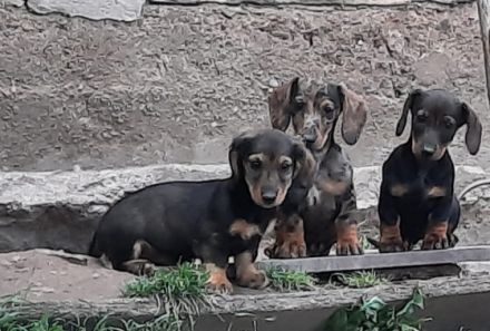 Süsse, zutrauliche und verschmuste Kurzhaardackel