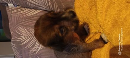 Zum Verkauf stehen noch 3 Labrador - Chinesische