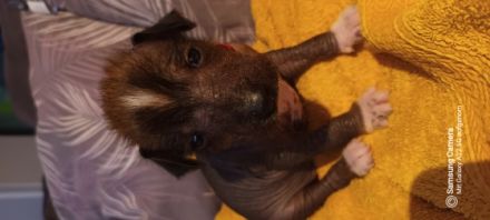 Zum Verkauf stehen noch 3 Labrador - Chinesische