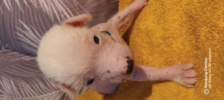 Zum Verkauf stehen noch 3 Labrador - Chinesische