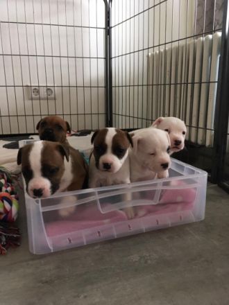 Hallo liebe Hundeliebhaber unsere Bambi hat am 12.04 22