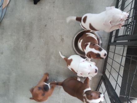 Hallo liebe Hundeliebhaber unsere Bambi hat am 12.04 22