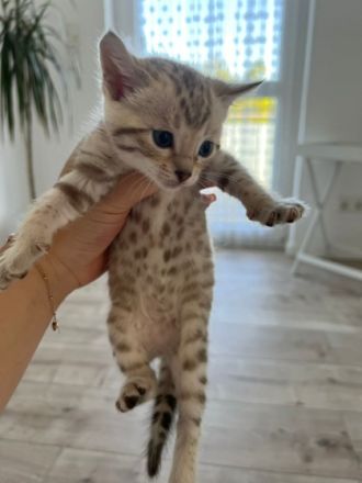 Hallo ihr lieben Fellfreunde :) Meine wunderschöne