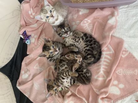 Hallo ihr lieben Fellfreunde :) Meine wunderschöne