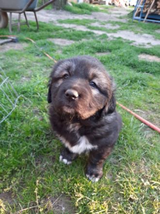 Sehr kräftig , Mutter( kaukasen-zentralasiaten-mix) und