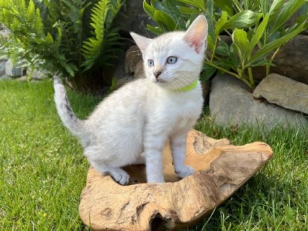 Katzenbabys in liebevolle Hände abzugeben Ihr seid auf