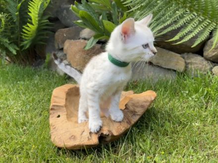 Katzenbabys in liebevolle Hände abzugeben Ihr seid auf
