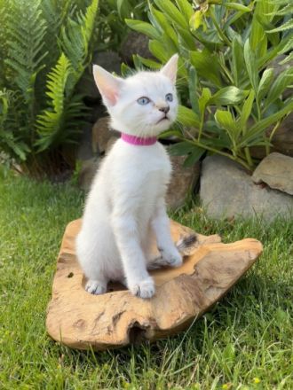 Katzenbabys in liebevolle Hände abzugeben Ihr seid auf