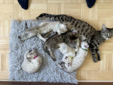 Katzenbabys in liebevolle Hände abzugeben Ihr seid auf