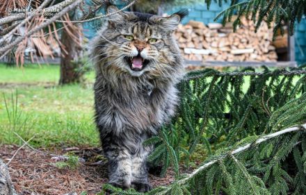 Maine Coon Castle