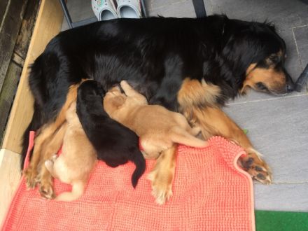 Hovawart-Züchter "Verein für Hovawart-Hunde e.V."