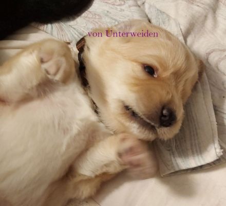 Hovawart-Züchter "Verein für Hovawart-Hunde e.V."