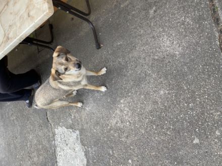 Layla, yla sucht ein neues Zuhause . Sie ist 1 Jahr und