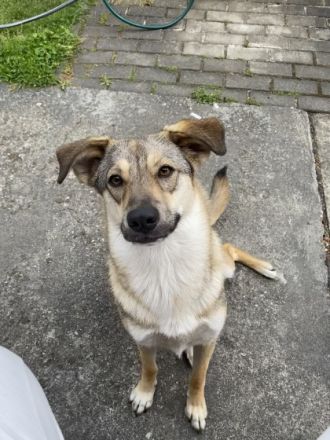Layla, yla sucht ein neues Zuhause . Sie ist 1 Jahr und